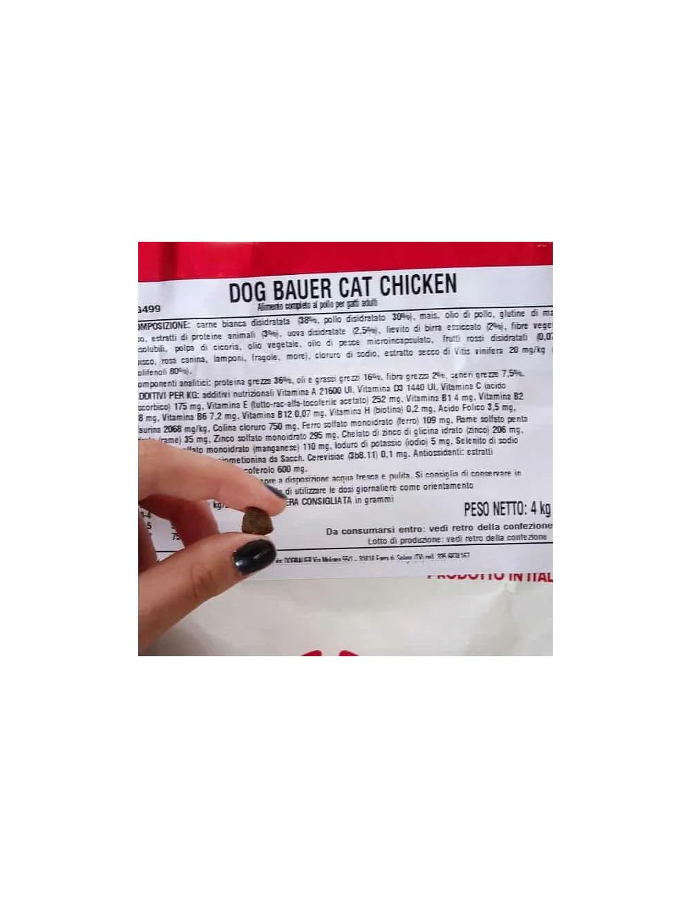 Cat Chicken